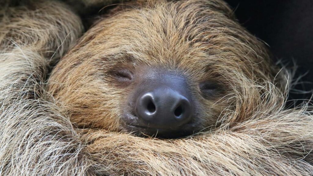 Por que as preguiças descem das árvores uma vez por semana