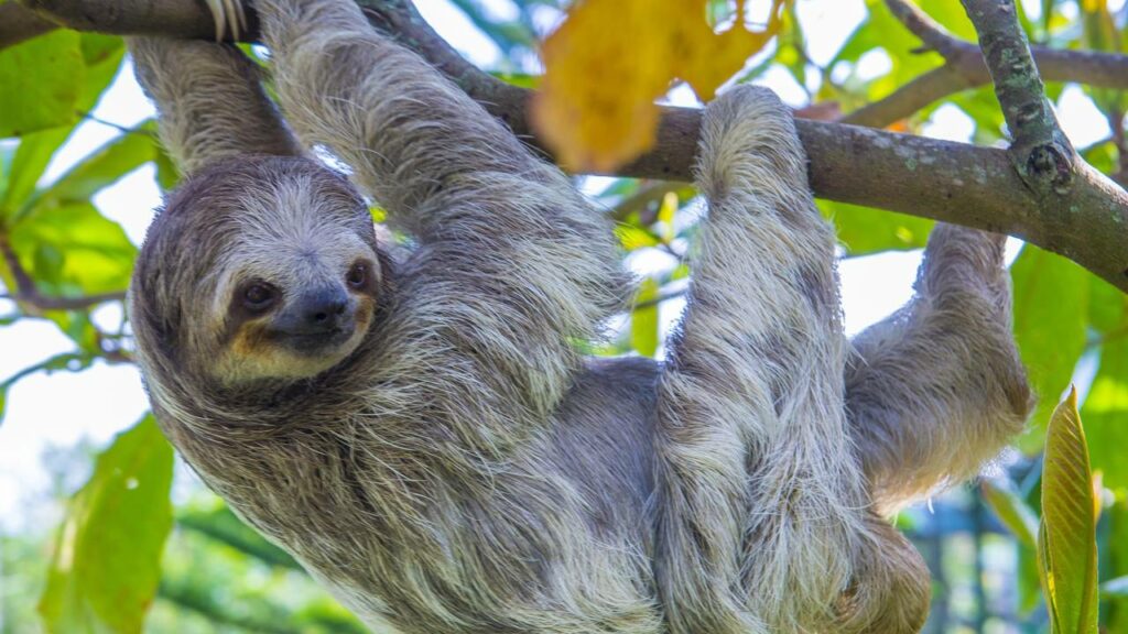Por que as preguiças descem das árvores uma vez por semana