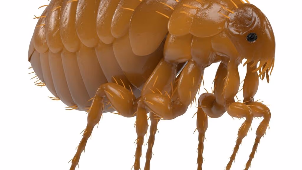 Se um humano tivesse a força de uma pulga, poderia pular por cima do Empire State