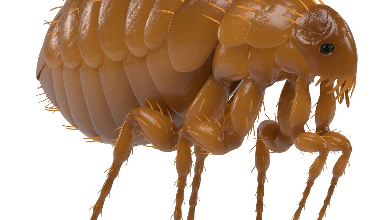 Se um humano tivesse a força de uma pulga, poderia pular por cima do Empire State