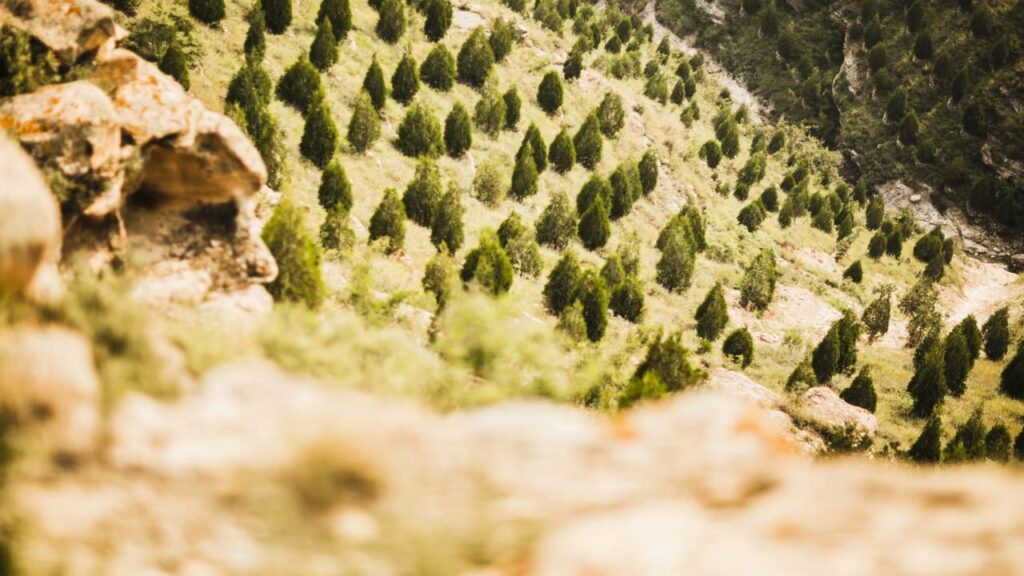 Eles recuperaram milhões de hectares de floresta sem plantar uma única árvore