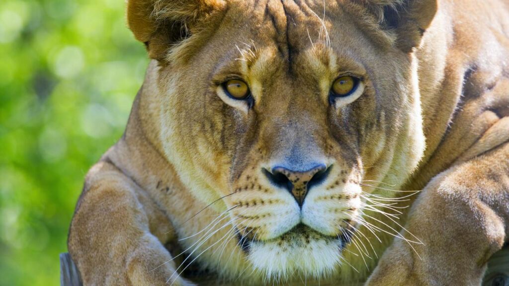 Leões são resgatados do exílio e chegam a santuário