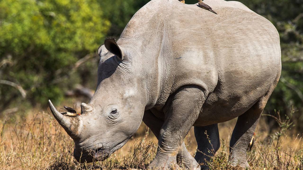Rinocerontes encontram filhote de búfalo e o inesperado acontece