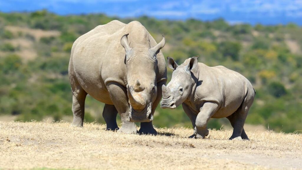 Rinocerontes encontram filhote de búfalo e o inesperado acontece