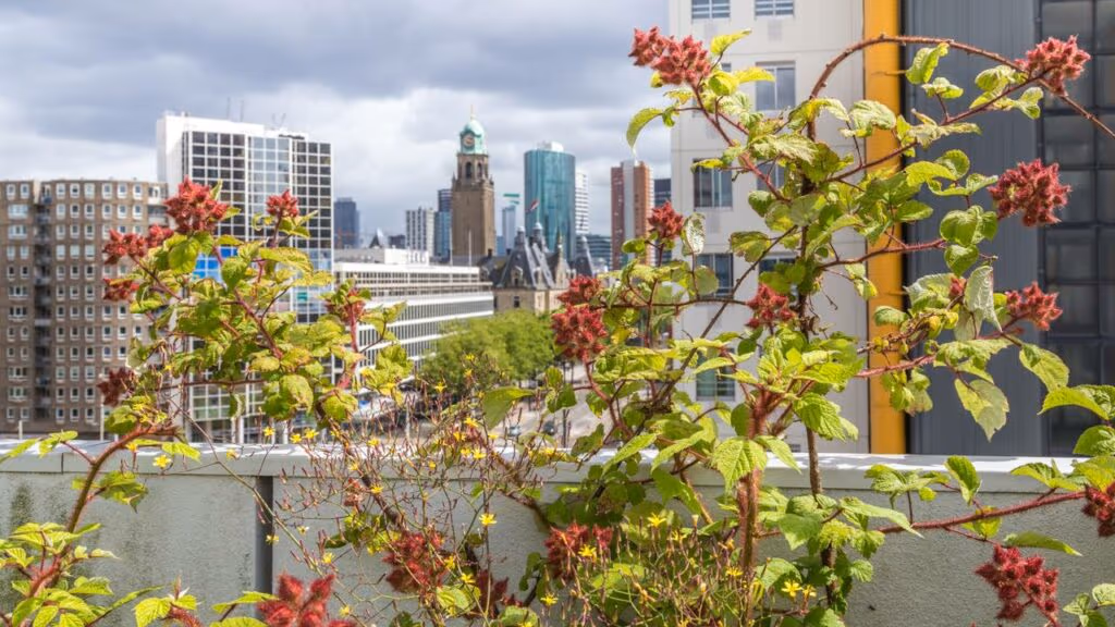 Este telhado cultiva 9 toneladas de comida por ano