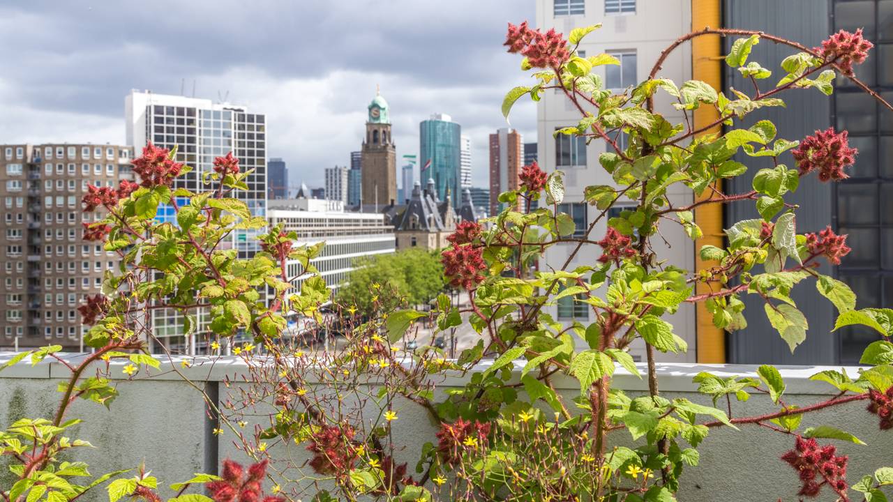 Este telhado cultiva 9 toneladas de comida por ano
