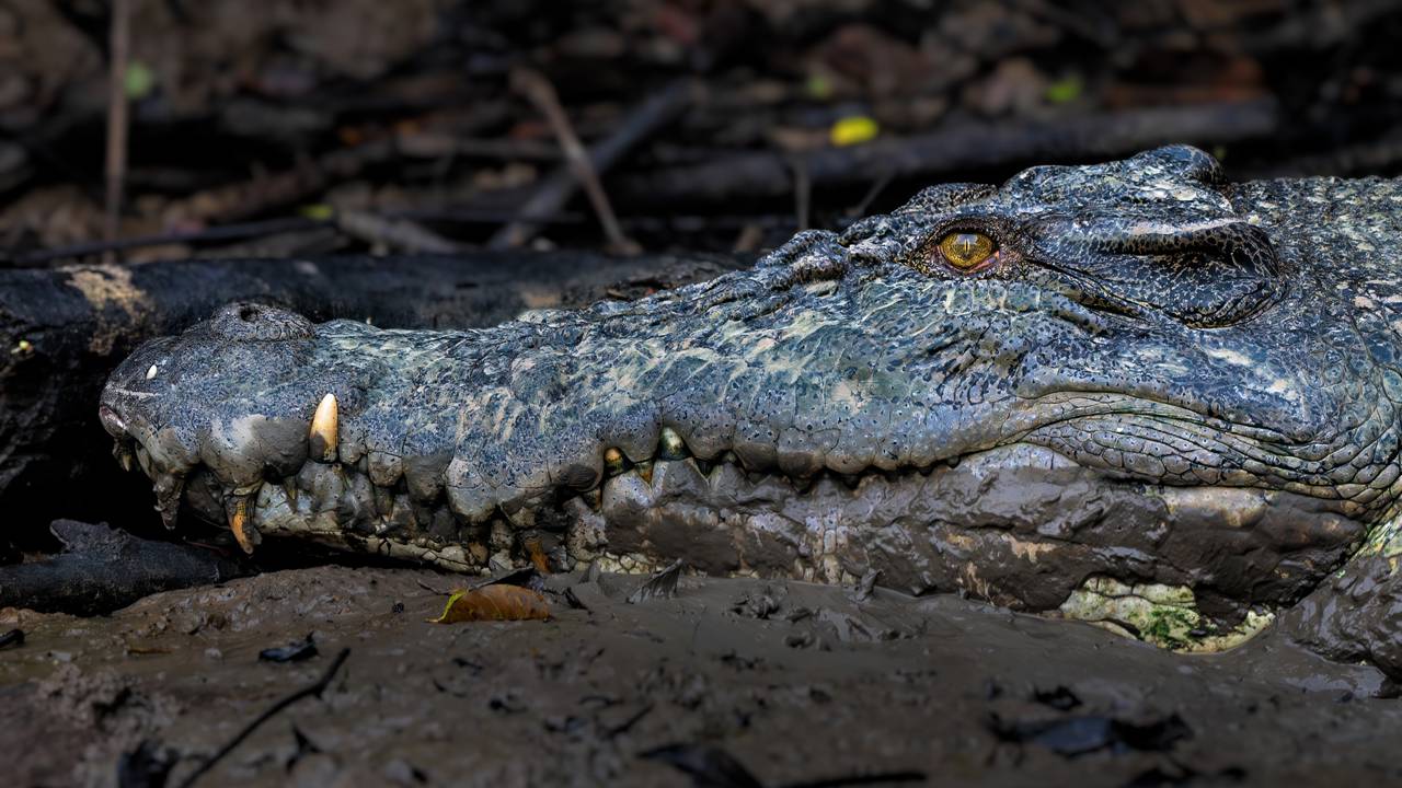 Crocodilo de 6 metros domina rios e mares e ainda guarda outras cartas na manga