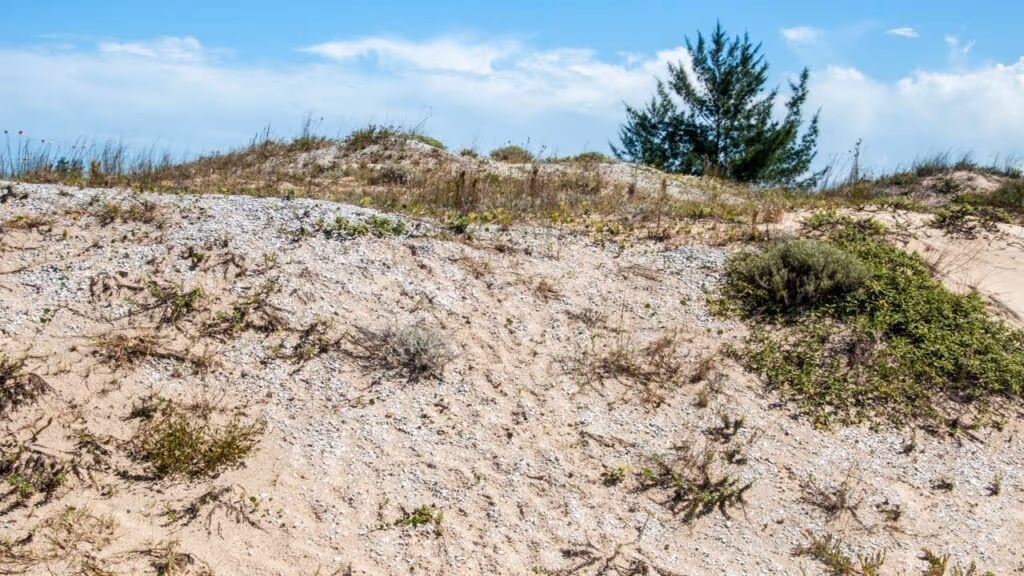 Arqueólogos brasileiros encontram sambaqui de 8 mil anos em Santa Catarina