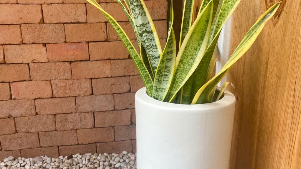 Por que a espada-de-são-jorge não pode ficar em alguns lugares da casa?