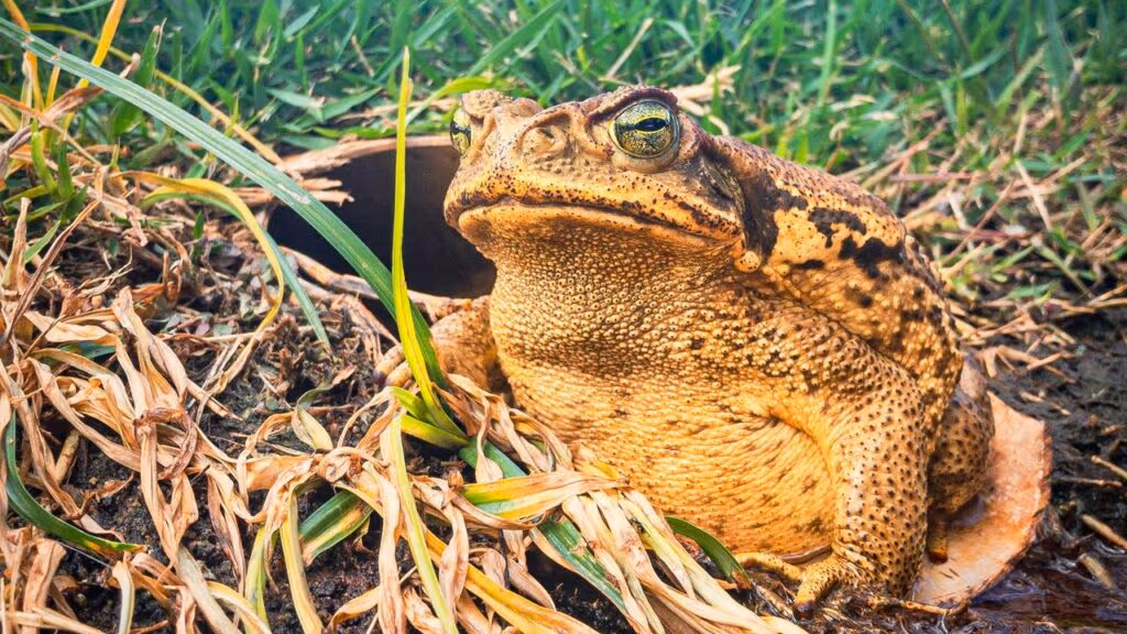 Sapo‑cururu, o monstro que faz cobras de alimento