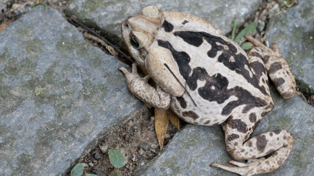 Sapo‑cururu, o monstro que faz cobras de alimento