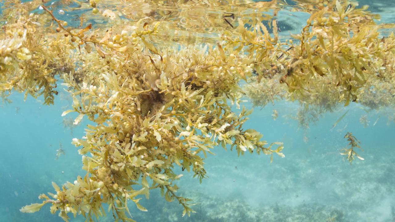 De vilã a solução: como a alga sargassum virou casa resistente a furacão no Caribe
