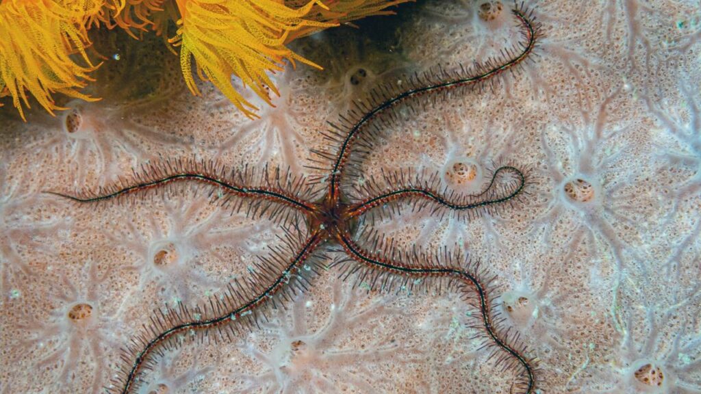 As misteriosas "serpentes do mar" gigantes do Paraná