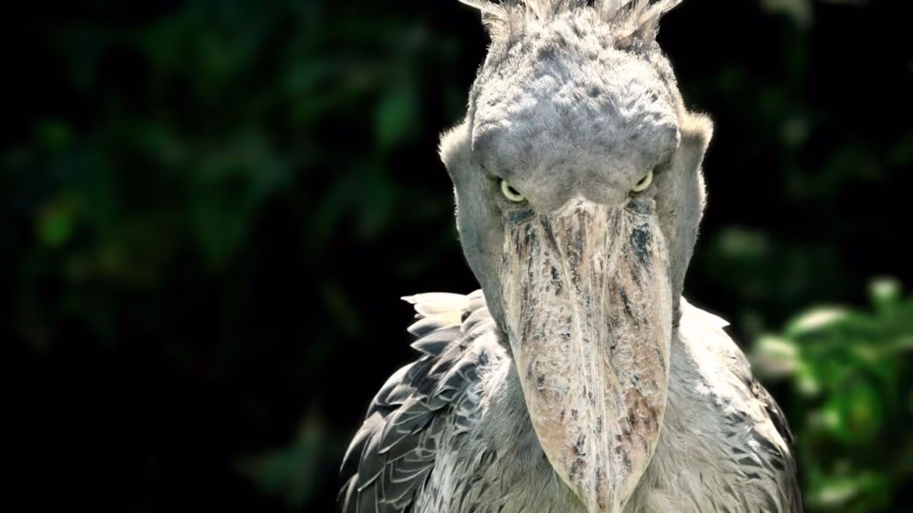 Essa ave pré-histórica desafia crocodilos até os dias de hoje