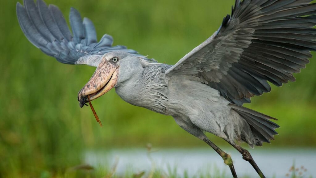 Essa ave pré-histórica desafia crocodilos até os dias de hoje