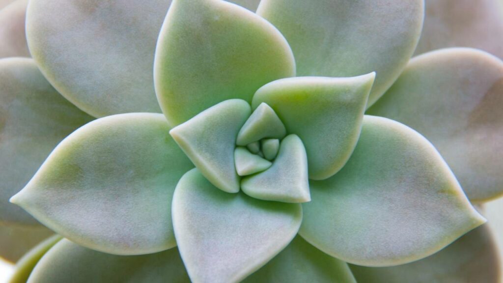 Suculentas são conhecidas por sua resistência - Créditos: depositphotos.com / chartcameraman