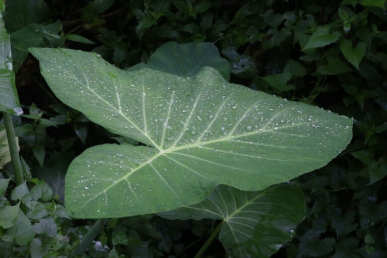 Taioba: benefícios da planta nutritiva que pode transformar sua alimentação