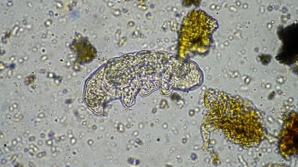 O tardígrado é um micro-organismo resistente - Créditos: depositphotos.com / wedge