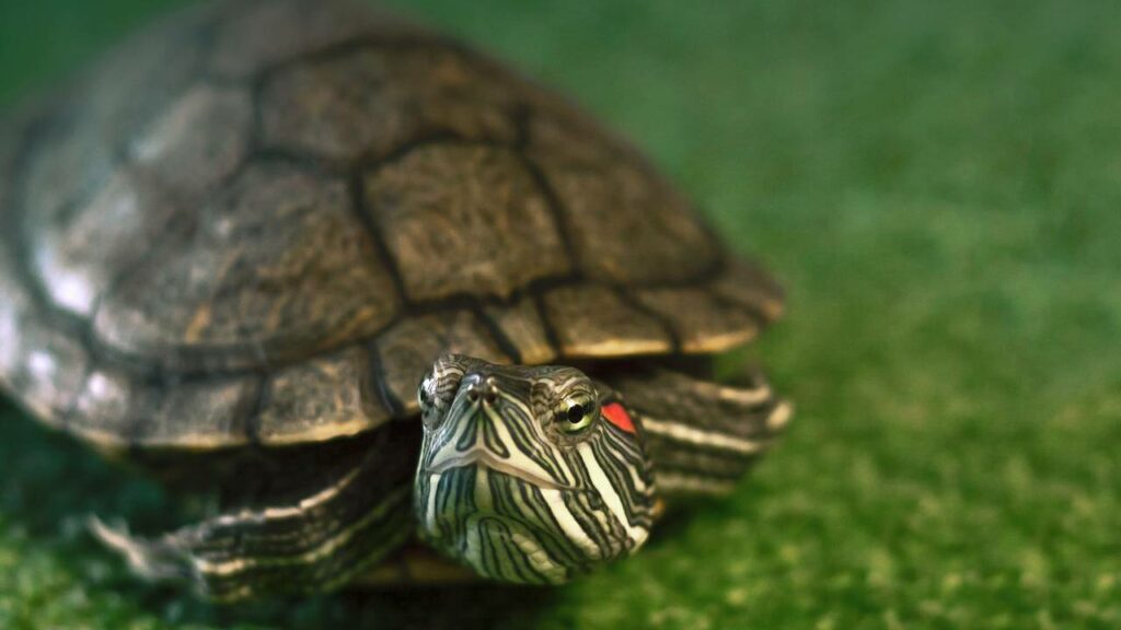 Jacarés estão limpando lagos de tartarugas invasoras