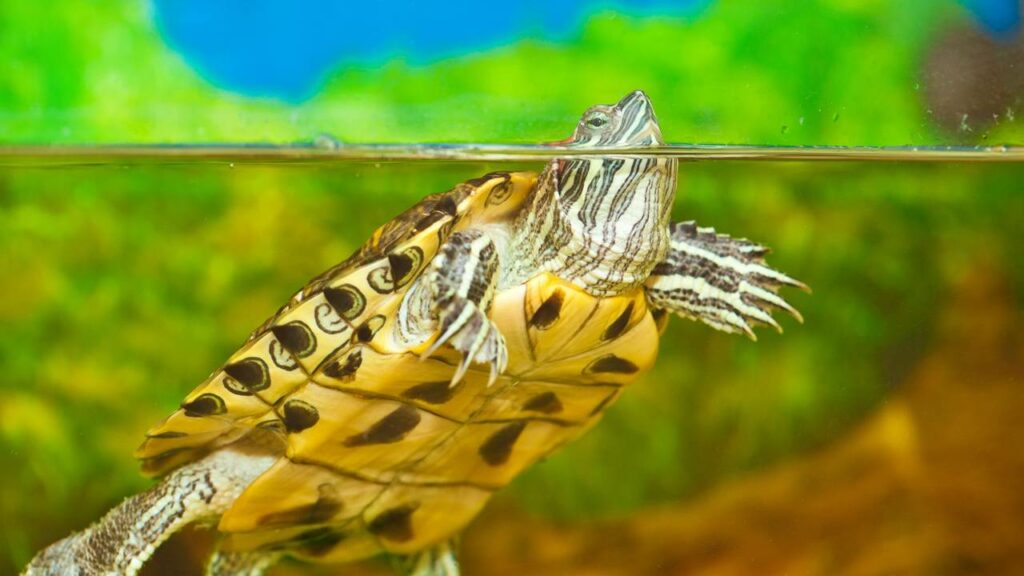 Jacarés estão limpando lagos de tartarugas invasoras