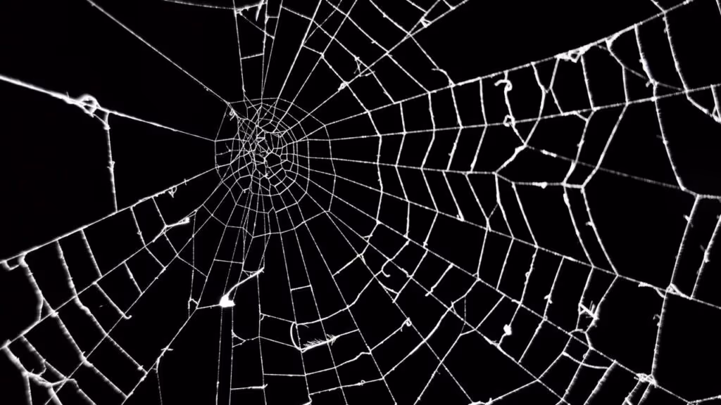 Por que as aranhas não ficam presas nas próprias teias