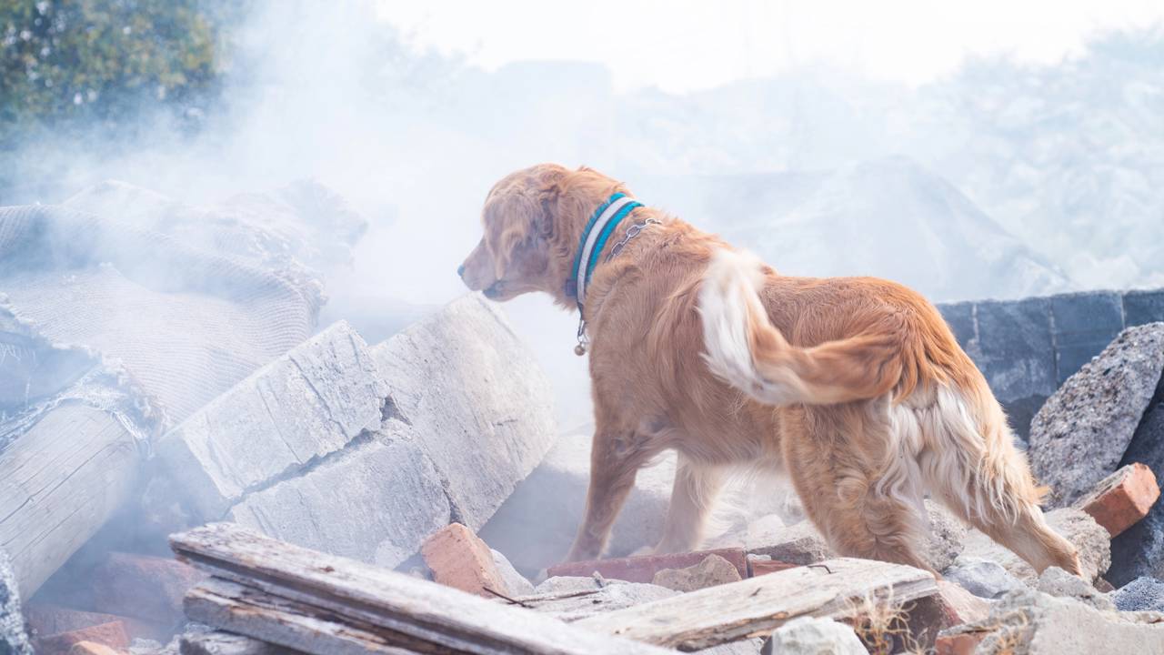 Animais que ''prevem'' desastres naturais antes de acontecer