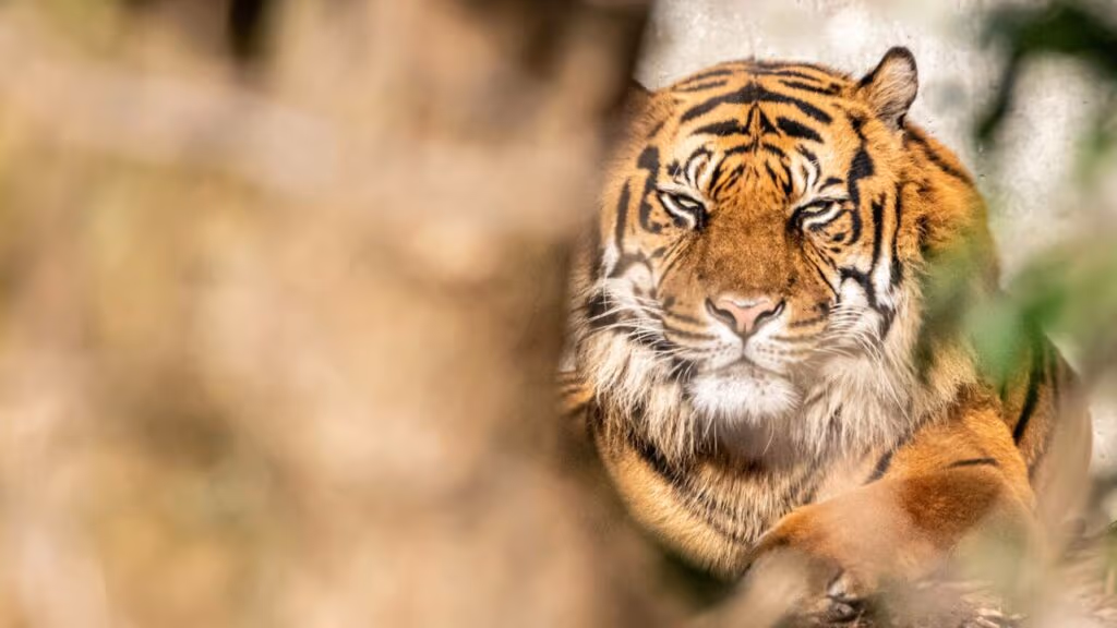 Filhote de tigre nasce em zoológico após 25 anos e emociona visitantes