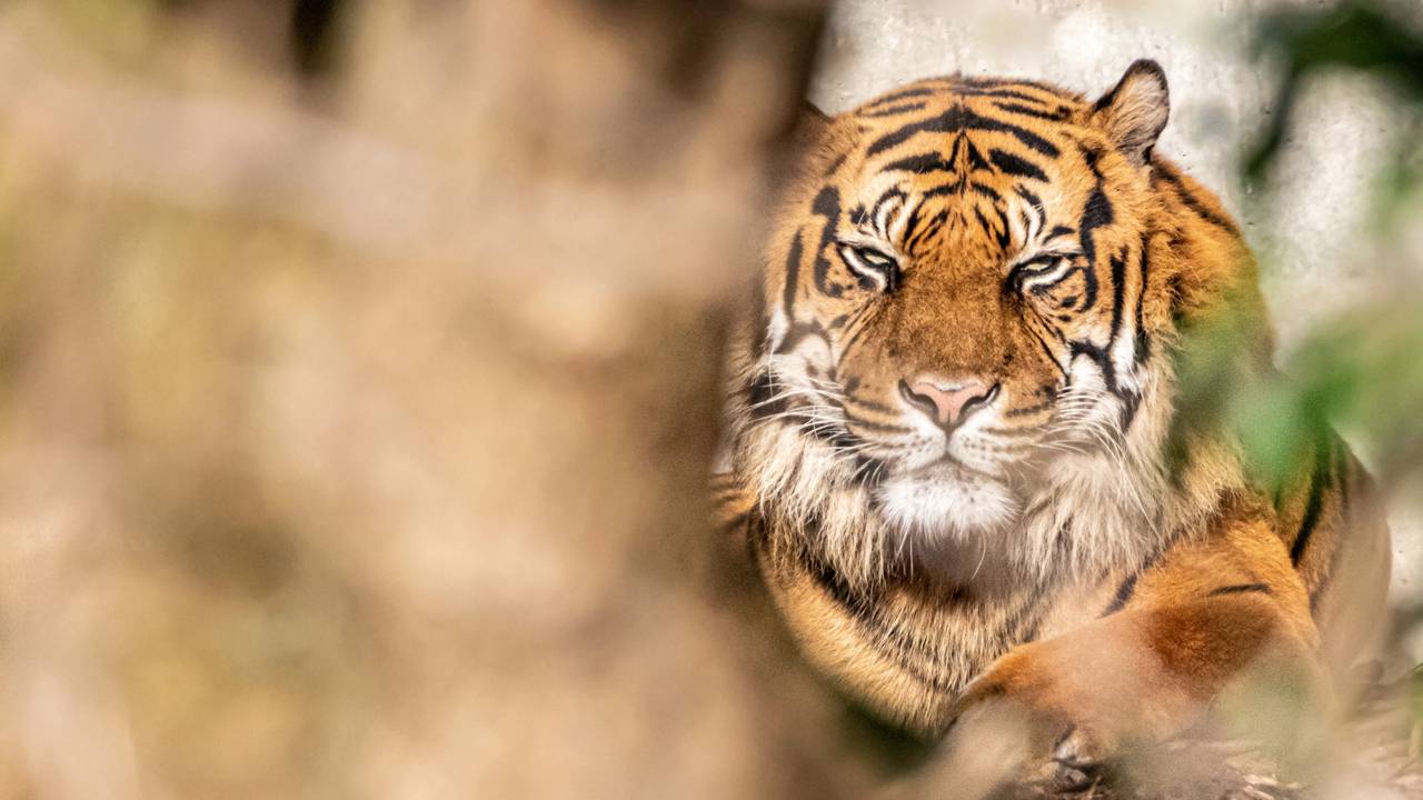 Filhote de tigre nasce em zoológico após 25 anos e emocionam visitantes