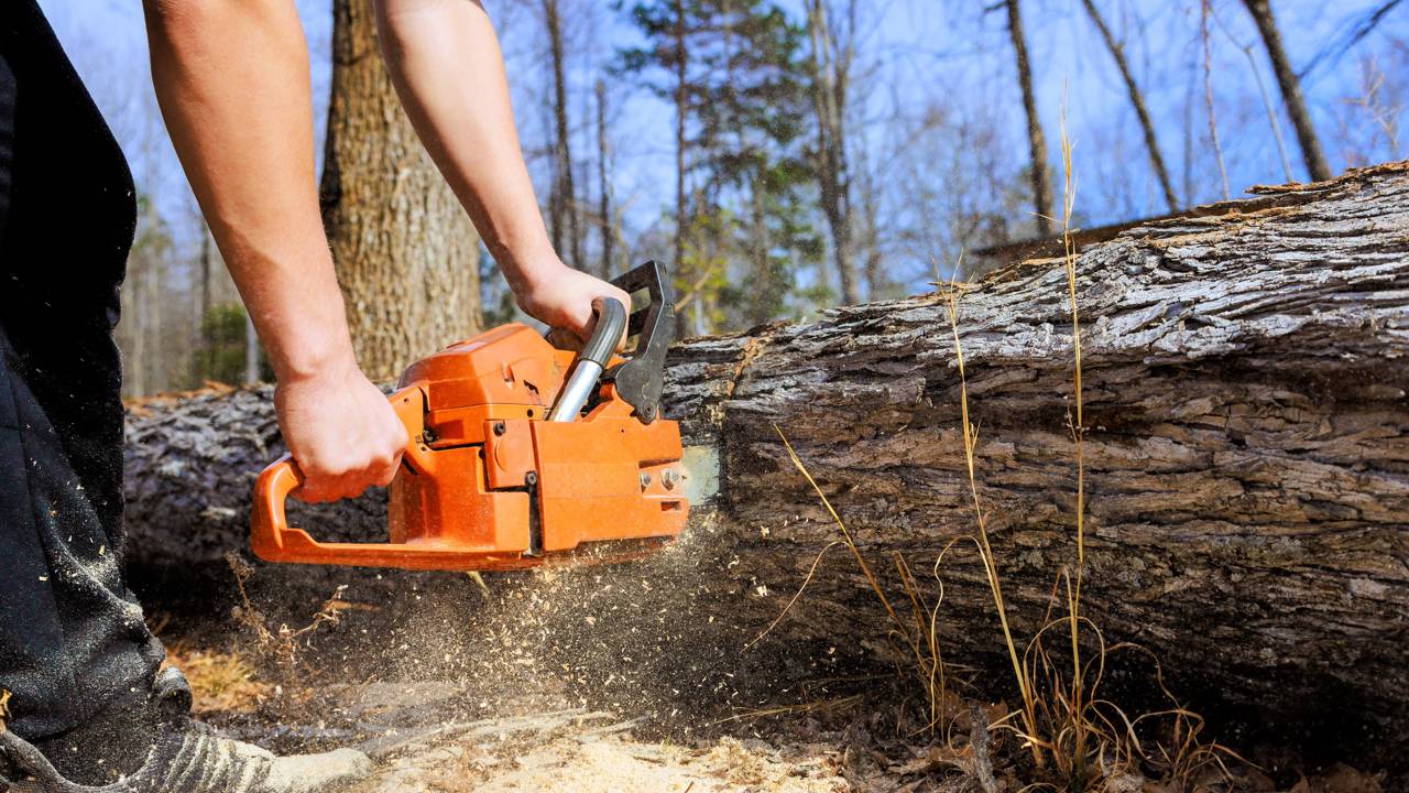 Esse cara transformou árvore caída em abrigo secreto e o resultado impressiona