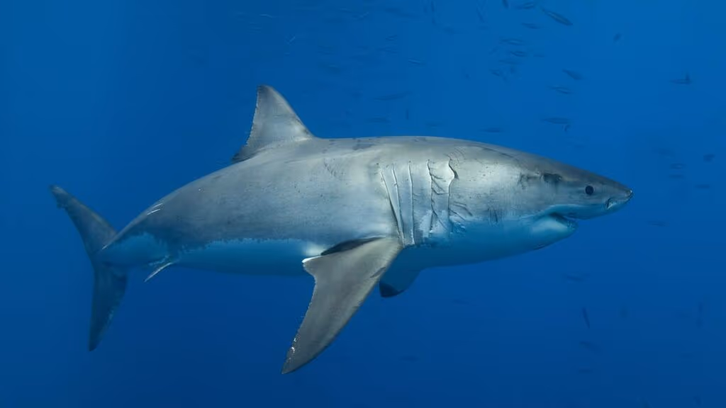 Tubarão-branco gigante de 6 metros de largura é eleito o maior já registrado