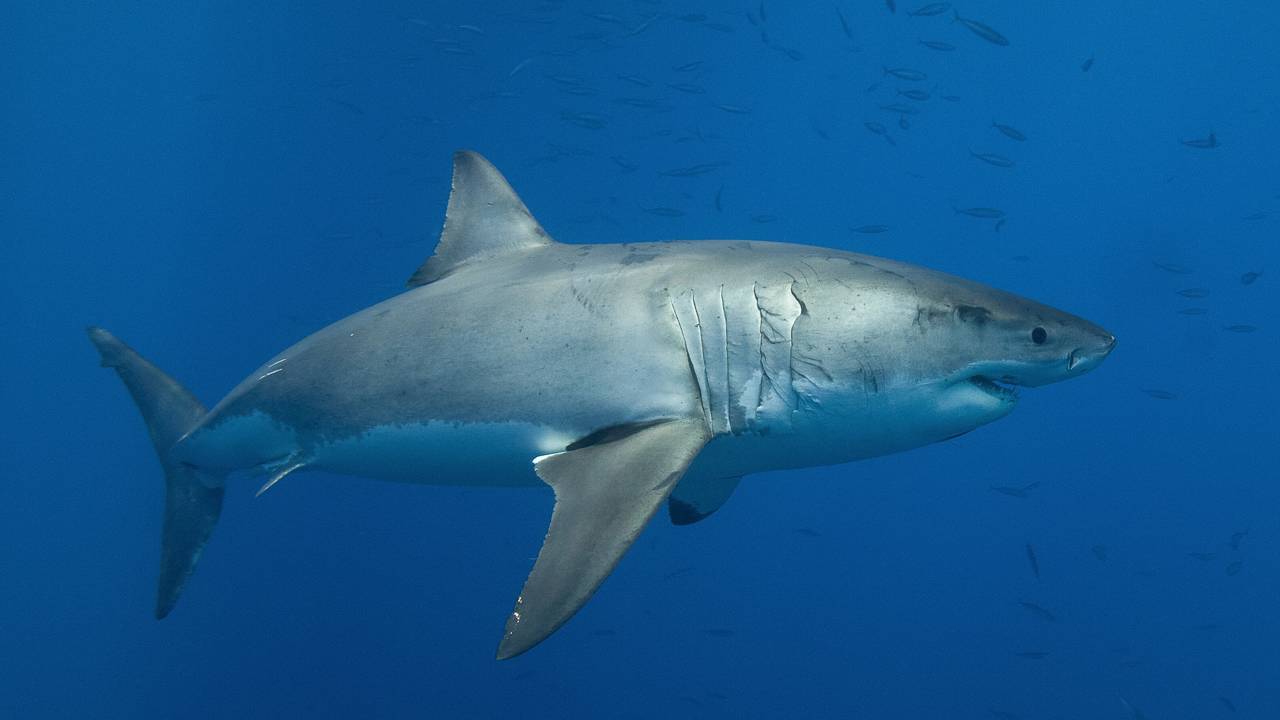 Tubarão-branco gigante de 6 metros de largura é eleito o maior já registrado