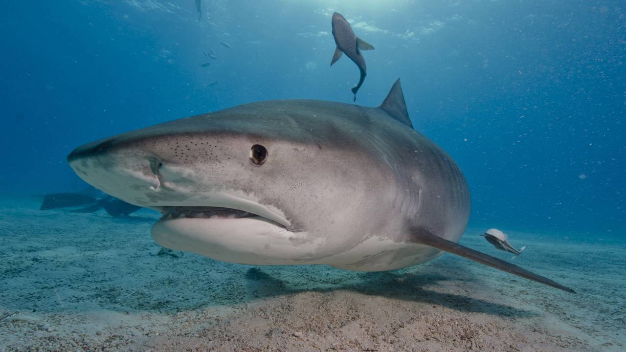 Por que tubarões nunca dormem de verdade?