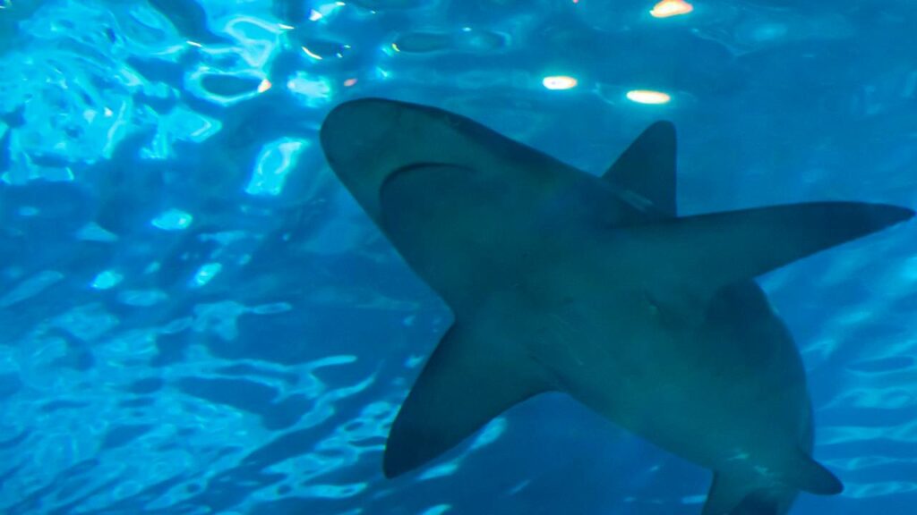 Animais que nunca dormem? Os seres que vivem de olhos abertos