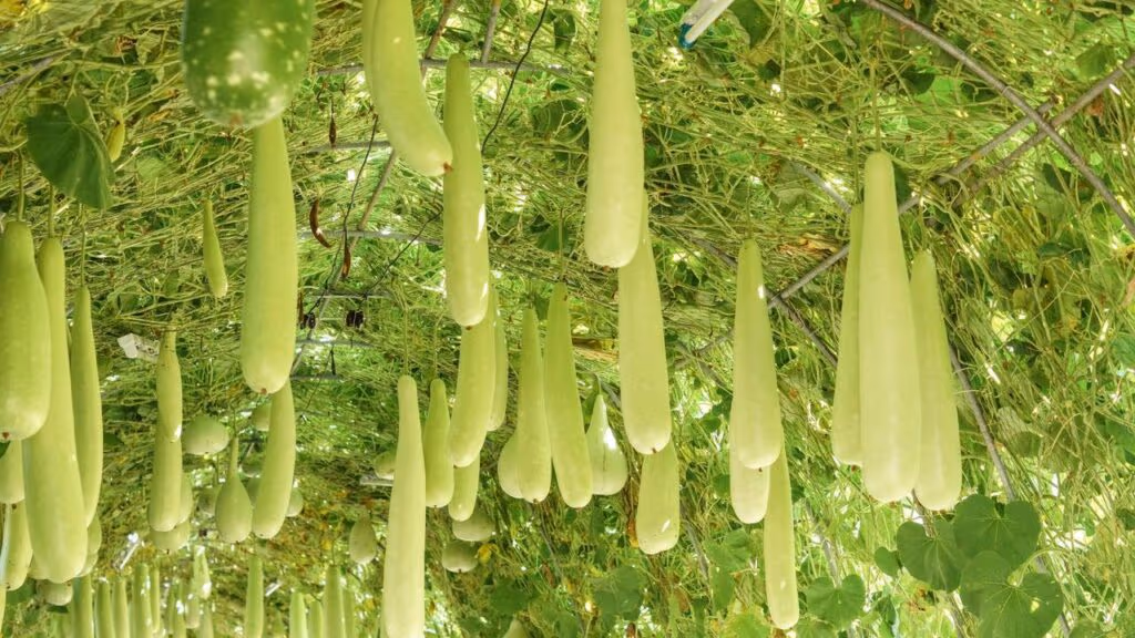 Homem cria túnel comestível com 40 metros de muitas frutas e flores