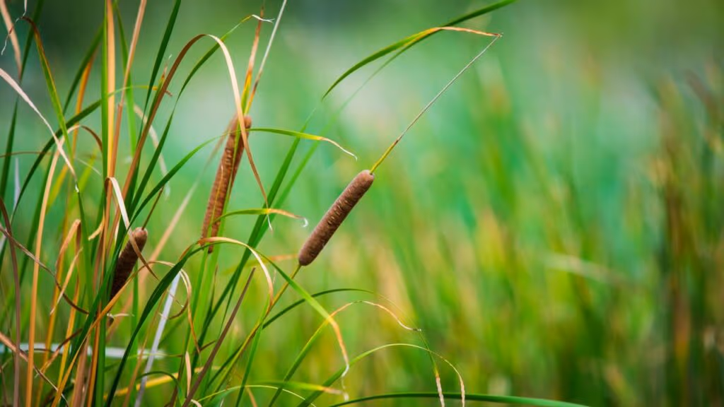 Essa planta alimentou humanos por 30 mil anos e você arranca do quintal