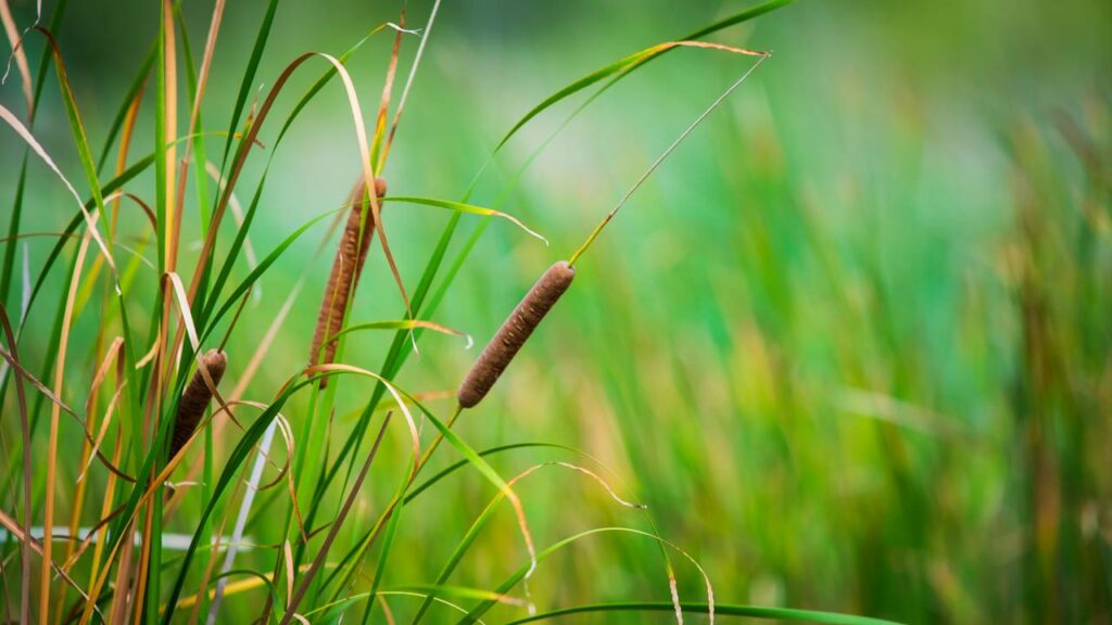 Essa planta alimentou humanos por 30 mil anos e você arranca do quintal