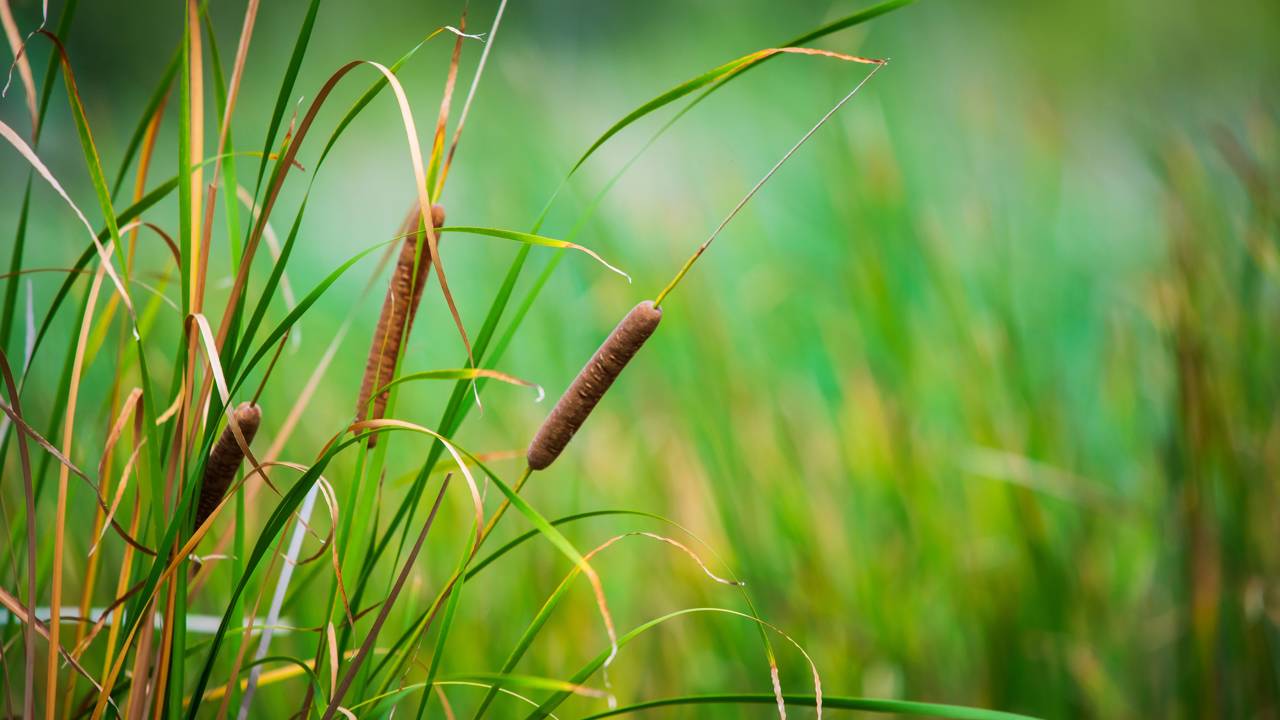 Essa planta alimentou humanos por 30 mil anos e você arranca do quintal