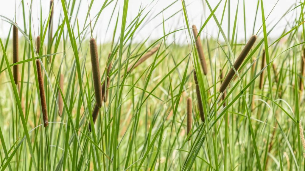 Essa planta alimentou humanos por 30 mil anos e você arranca do quintal