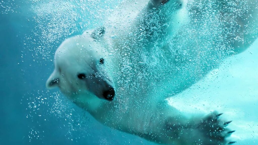 Mudanças climáticas ajudaram os ursos-polares a “engordar”