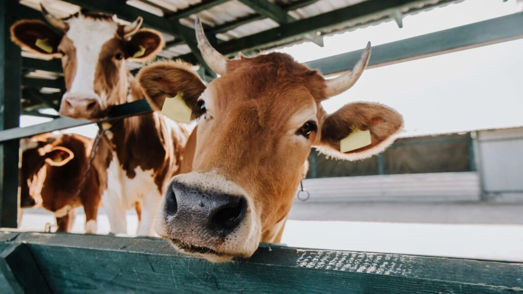 Vaca se torna a primeira “usuária de ferramentas” do mundo bovino