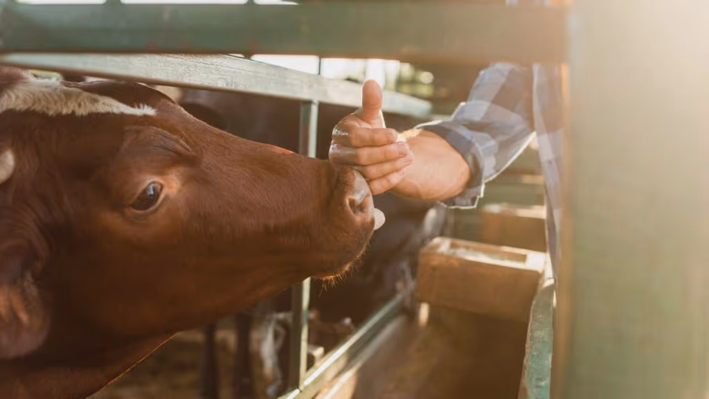 Sua melhor amiga pode ser uma vaca?