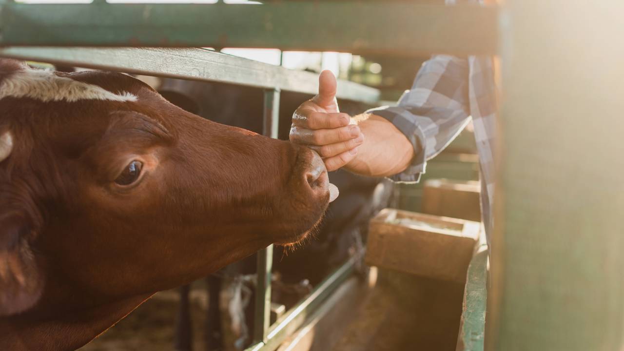 Sua melhor amiga pode ser uma vaca?