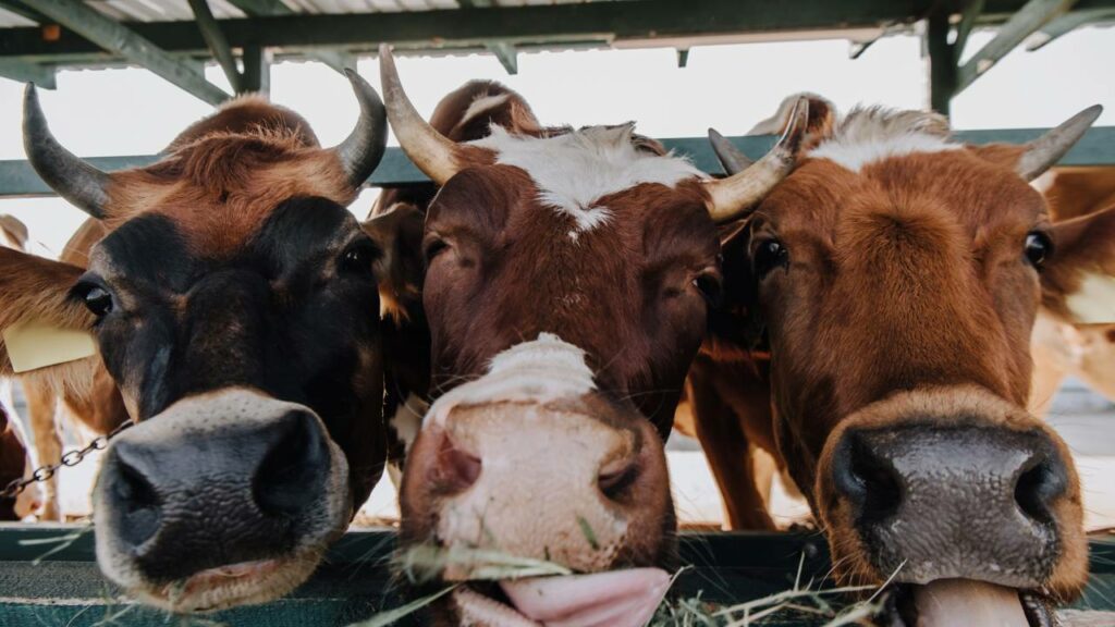 Sua melhor amiga pode ser uma vaca?