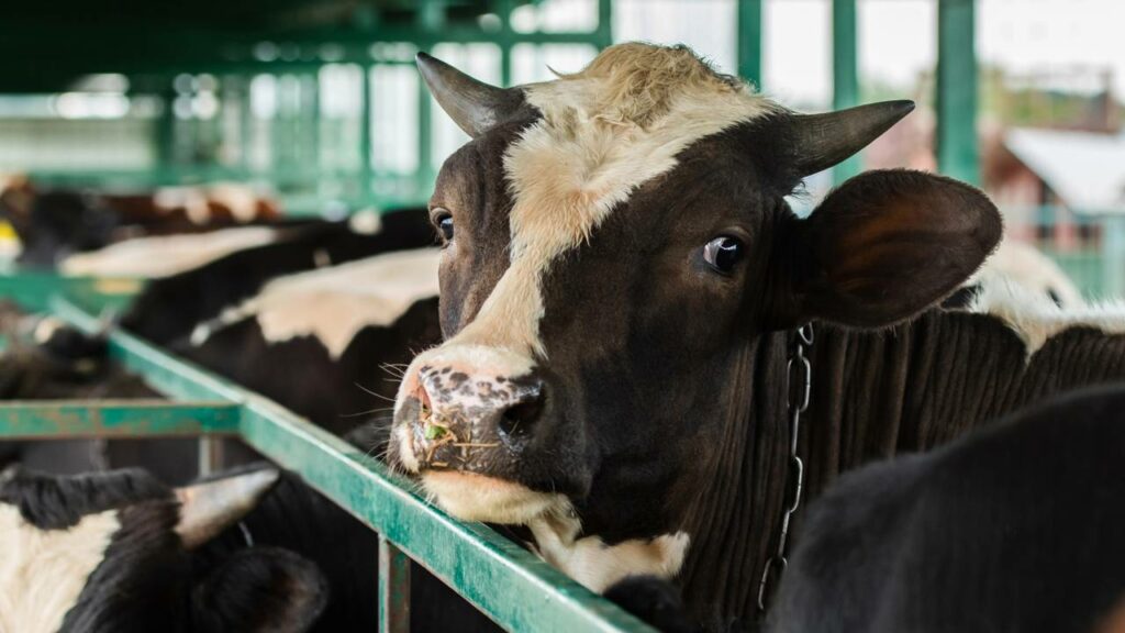 Quatro vacas “pulam em piscina” pra se livrar do calor e são resgatadas