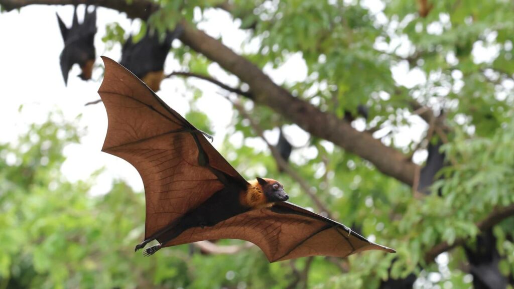 Novos casos do vírus Nipah em humanos são registrados. Doença pode chegar ao Brasil?