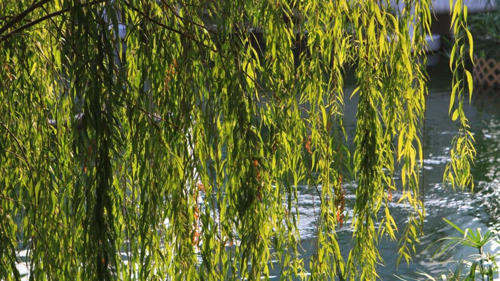 Esta árvore substitui cerca de arame e ainda fica mais forte com o tempo