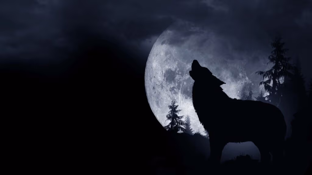 Por que lobos uivam mesmo estando longe da alcateia?