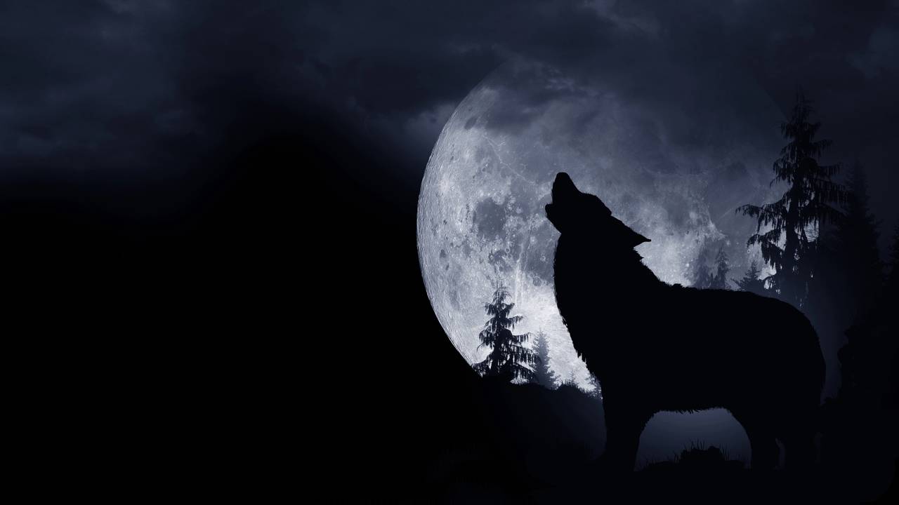 Por que lobos uivam mesmo estando longe da alcateia?