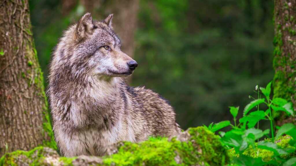Por que lobos uivam mesmo estando longe da alcateia?