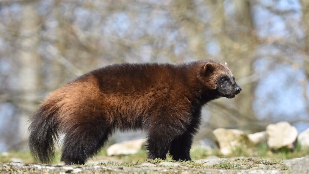 Colorado aposta no Wolverine como predador para mudar o ecossistema